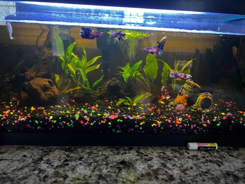 Customer photo review of Female Betta Fish Koi Nemo Galaxy Plakat