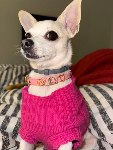 Customer photo review of CUSTOM DOG COLLARS WITH STUDDED JEWELRY