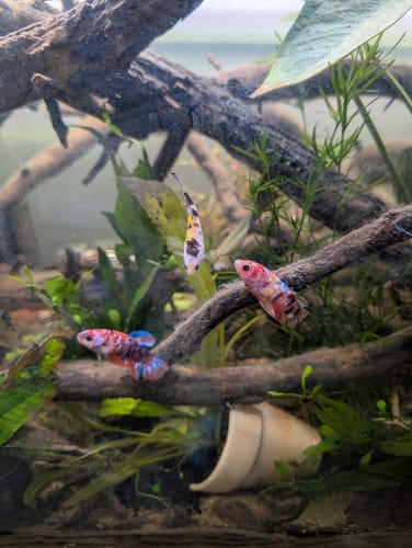 Customer photo review of Koi Nemo Female Betta Fish Sorority | Successful Sorority Pack