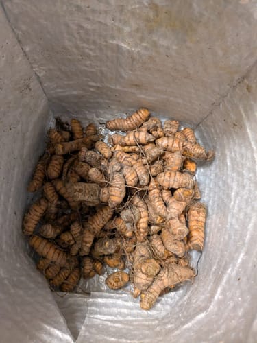Customer photo review of Turmeric ***Pre Order***