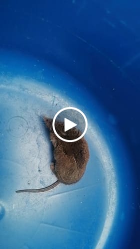 Customer video review of Piège à Rats, Mulots et Souris à Trappe intelligente