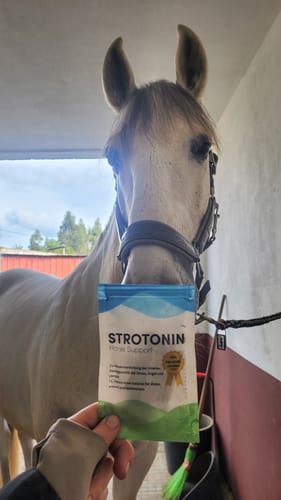 Customer photo review of Strotonin Horse Support