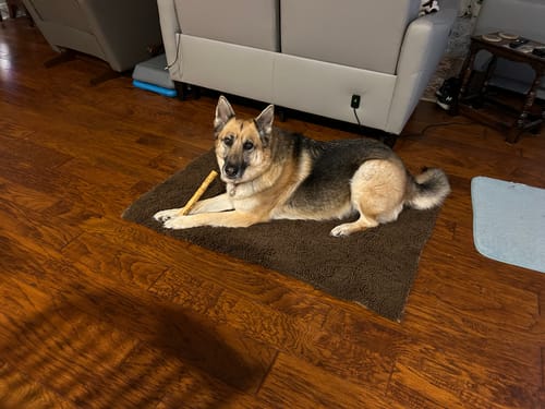 Customer photo review of 12 Inch Standard Bully Stick