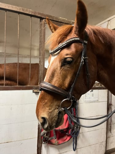 Customer photo review of Limited Edition Mahogany Python Snaffle