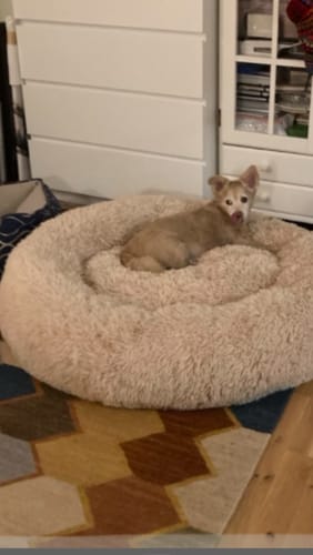 Customer photo review of CalmBed - Pälsfritt Överdrag