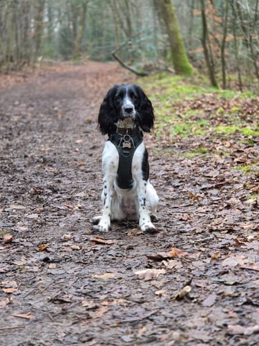 Customer photo review of Trail & Glow Tweed Dog Harness - Forest Tweed
