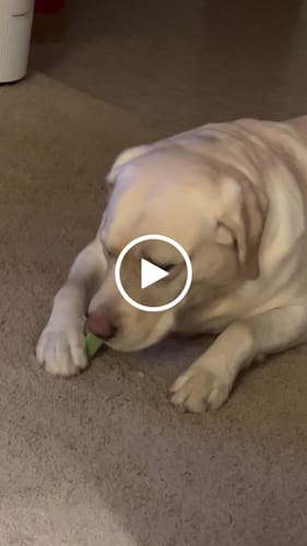 Customer video review of Mix Flavored (Strawberry, Banana, Mint, & Pumpkin): a Pack of 4 Sticks