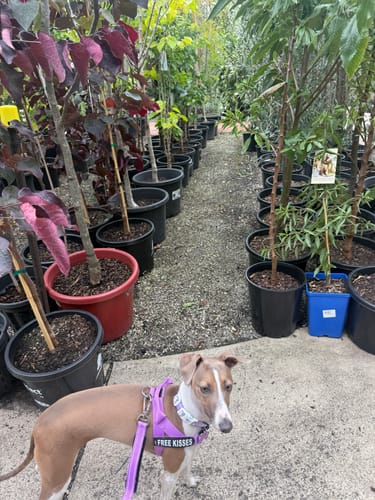 Customer photo review of Dog Lovers Pack