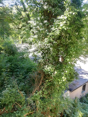 Customer photo review of Cali Express (Premium) - <15% CBD - 1# Cup Winner