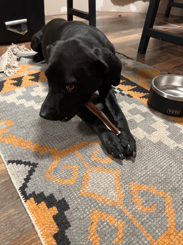 Customer photo review of 6 Inch Standard Bully Stick