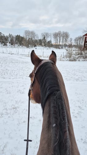 Customer photo review of Odessa Bonita Multi bridle - MASEGO bit to bitless system