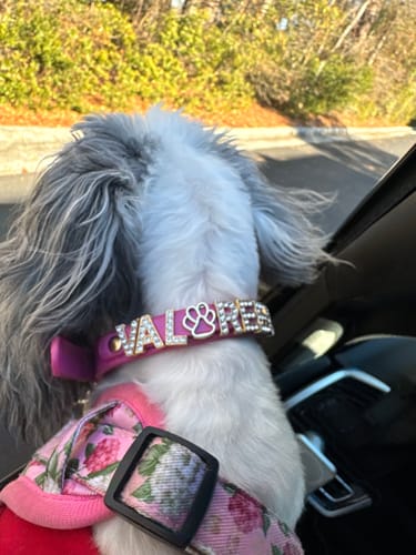 Customer photo review of CUSTOM DOG COLLARS WITH STUDDED JEWELRY
