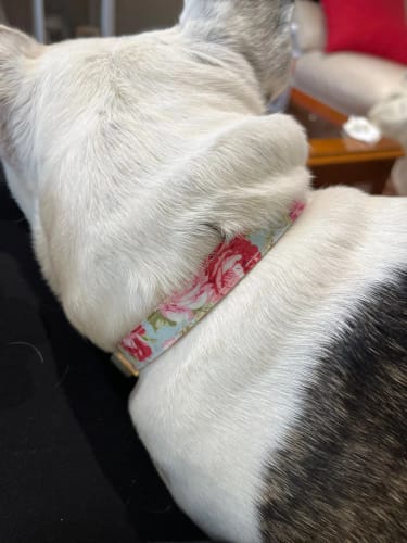 Customer photo review of Hundehalsband mit Gravur