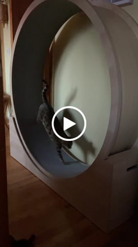 Antje S. review of Elmato Katzenlaufrad Simba mit Gestell image 1 out of 1