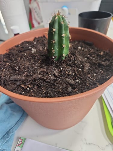 Customer photo review of Trichocereus Bridgesii | Bolivian Torch Cactus