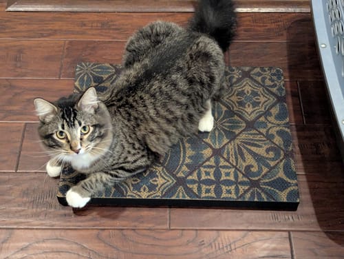 Customer photo review of Mediterranean Tile - Luxury Cat Scratching Board