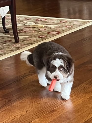 Customer photo review of Safe Dog Chew Holder