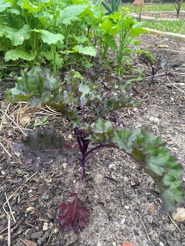 Customer photo review of Top Bunch 2.0 Collards Seeds