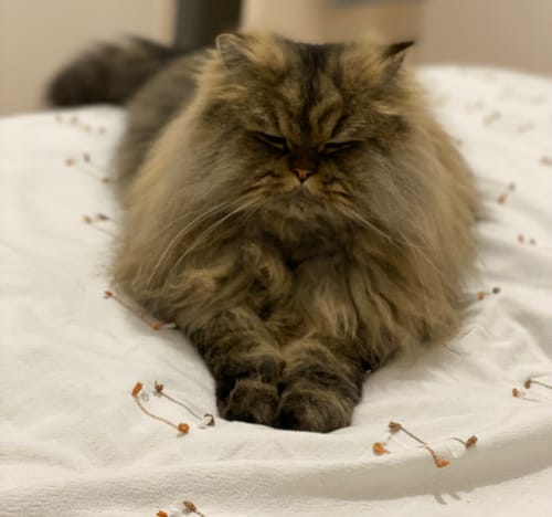 Avis photo d'un client sur Pâtée Chat Stérilisé Sans Céréales - Poisson Blanc