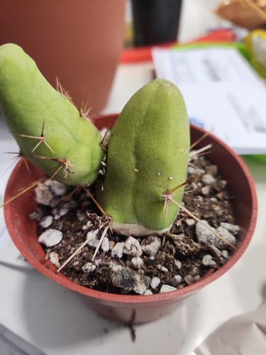 Customer photo review of Trichocereus Bridgesii Monstrose | Short Form | Type B | Penis Cactus