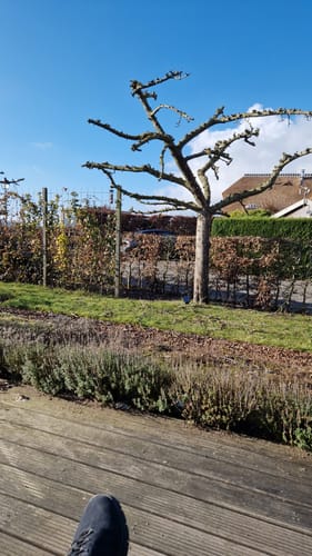 Customer photo review of NovarGarden® Accu Snoeischaar NG2 - Incl. Koffer & 2 Accu’s (2.0Ah)