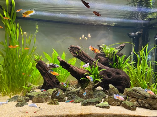 Customer photo review of Female Betta Fish Koi Nemo Neon Plakat