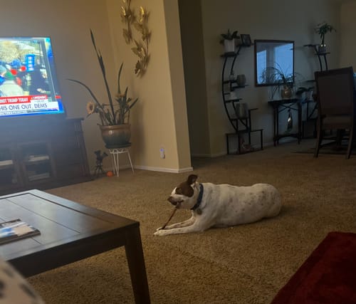 Customer photo review of Beef Collagen Sticks - 6 Inch