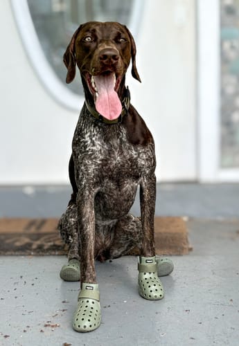 Customer photo review of WagWellies® Mojave