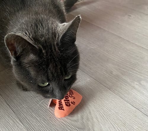 Avis photo d'un client sur Croquettes Chat Stérilisé Sans Céréales - Saumon