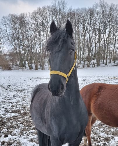 Customer photo review of Kristallkraft Coolly