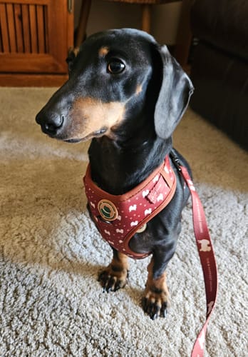 Customer photo review of Harness