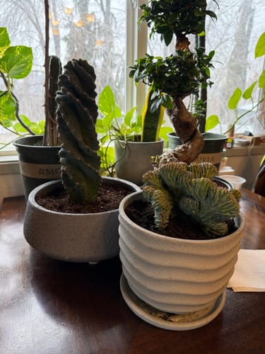 Customer photo review of Cereus forbesii Spiralis | Spiral Cactus