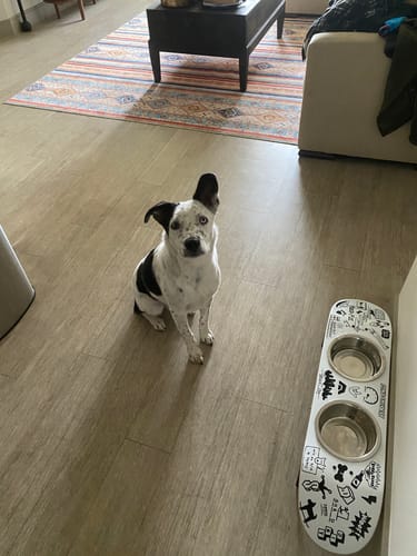 Customer photo review of Doodle Skateboard Dog Bowl