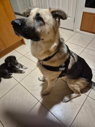 Customer photo review of Dog Lovers Pack