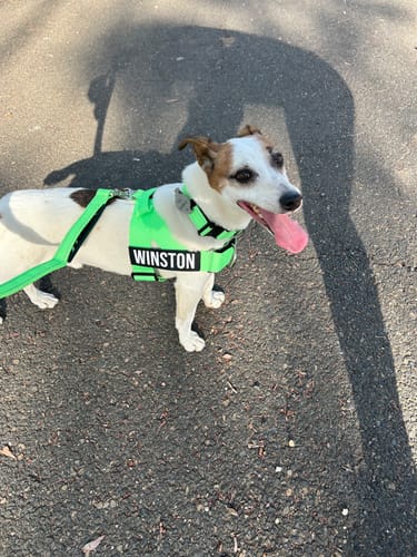 Customer photo review of Walk Essentials