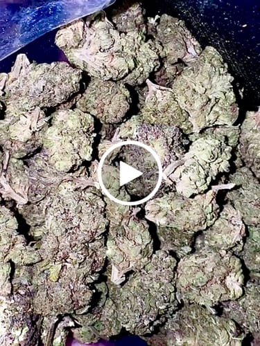 Customer video review of Cheap THCA Flower Pound (450g)