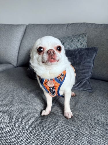 Jody review of Disney© Tough Trails™ Harness - Woody image 1 out of 2