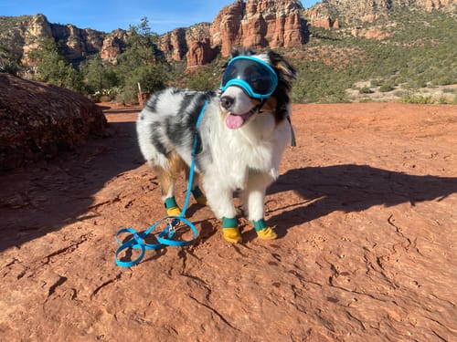 Customer photo review of Leather Dog Booties - Doccasins - 1 pair