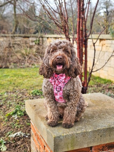 Tiegan review of Tough Trails™ Harness - Mean Girls image 1 out of 4