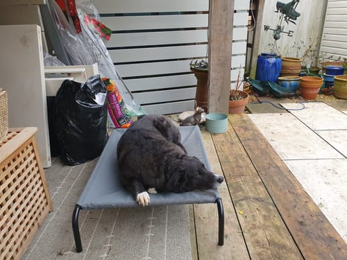 Customer photo review of HiK9 Bed with Black Mesh Cover