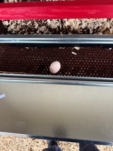 Customer photo review of Large (48") - Reversible Rollout Nest Box (Up to 50 Hens)