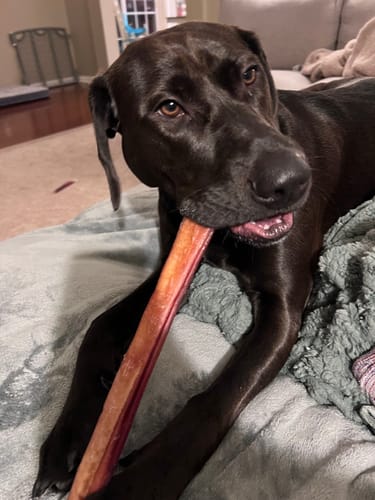 Customer photo review of 12 Inch Jumbo Bully Stick