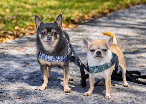 Customer photo review of Dog Harness