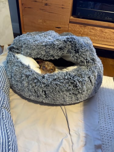 Customer photo review of PaWz Removable Cover Pet Calming Bed