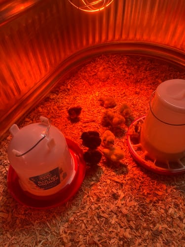 Customer photo review of Chocolate Silkie Chick (Sexed Females + Unsexed)