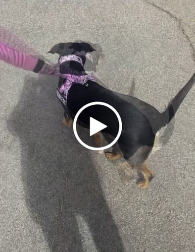 Customer video review of Walk Essentials