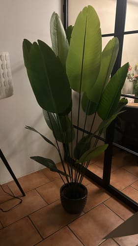 Customer photo review of Kunst Bananenplant 180cm