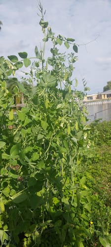 Customer photo review of Wando Shelling Pea Seeds