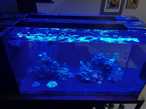 undefined review of Fiji Cube 38 Gallon Peninsula Rimless AIO Glass Nano Tank - PRO Series image 1 out of 2