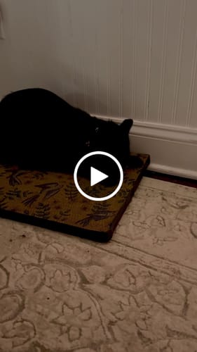Customer video review of Little Birds - Luxury Cat Scratching Board
